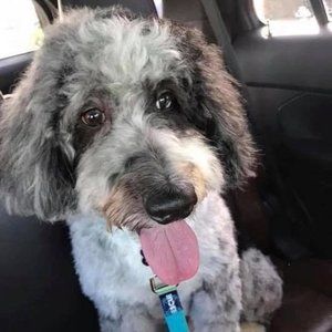 Meet your Posher, Paula